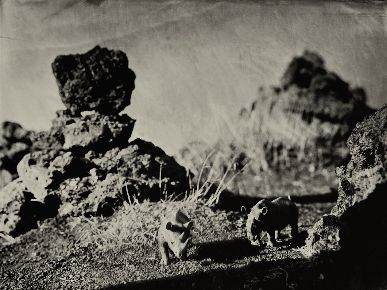 Rhinoceros Laufskalavarda Iceland